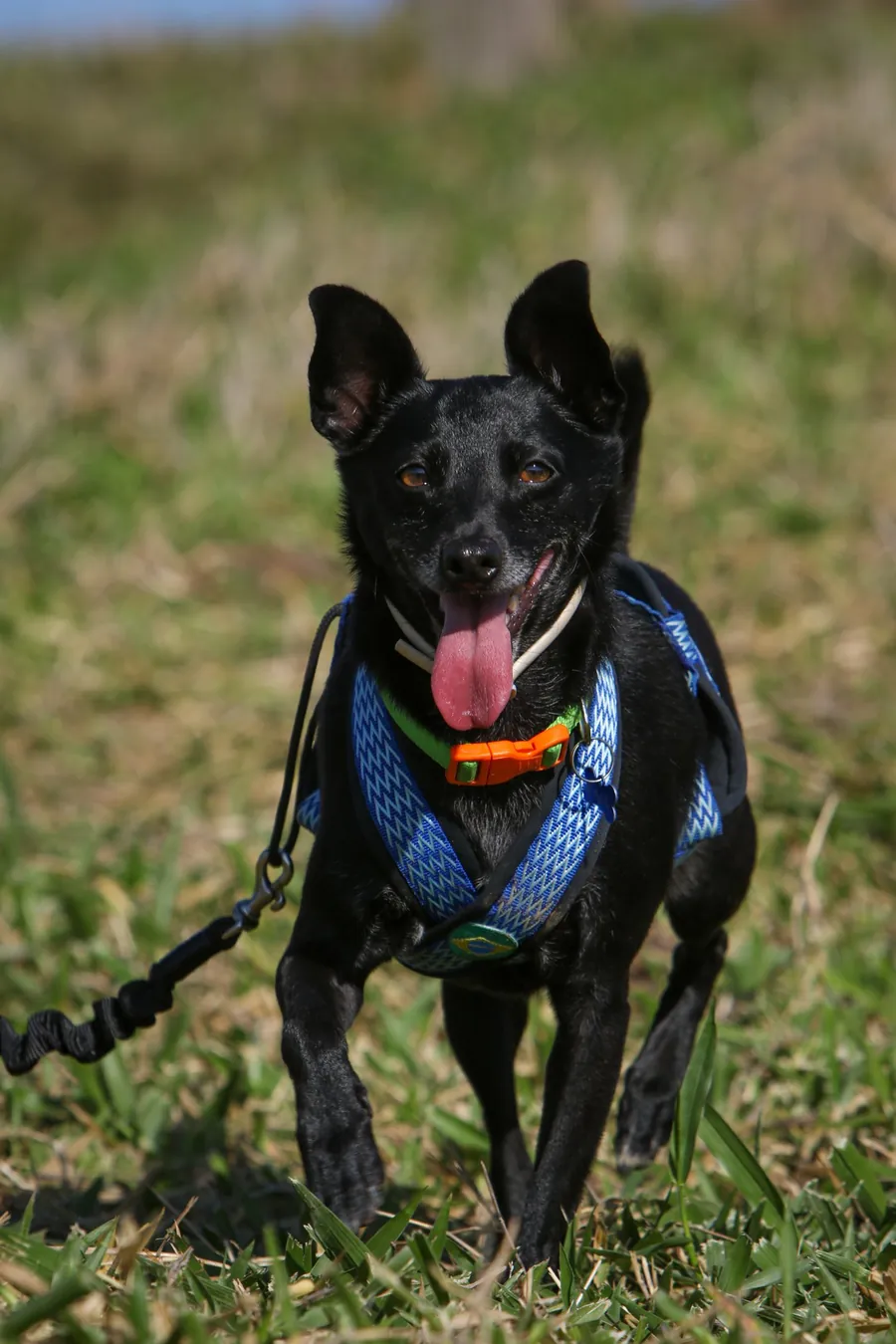 Cão preto sorridente caminhando na grama com peitoral