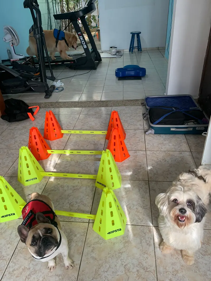 Circuito de cones e barreiras para exercícios de propriocepção com cães pequenos