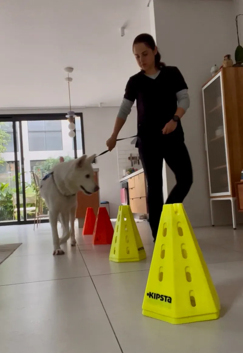 Fisioterapeuta conduzindo cão branco em circuito de cones