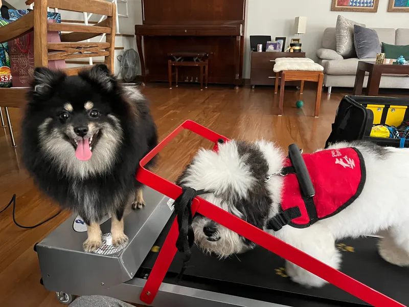 Cães pequenos em esteira de fisioterapia