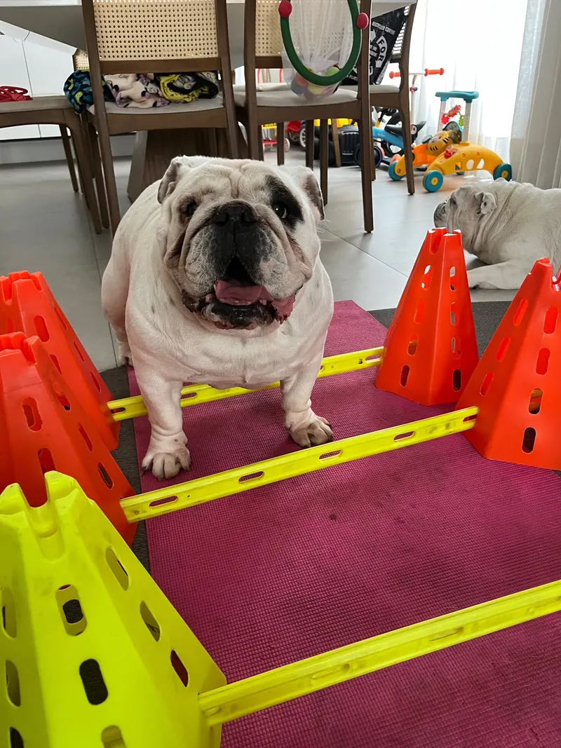 Buldogue inglês em circuito de cones