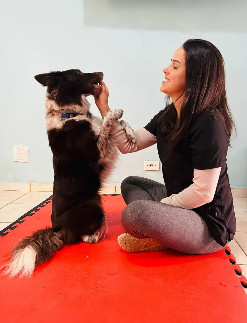 Joyce em exercício de equilíbrio com border collie